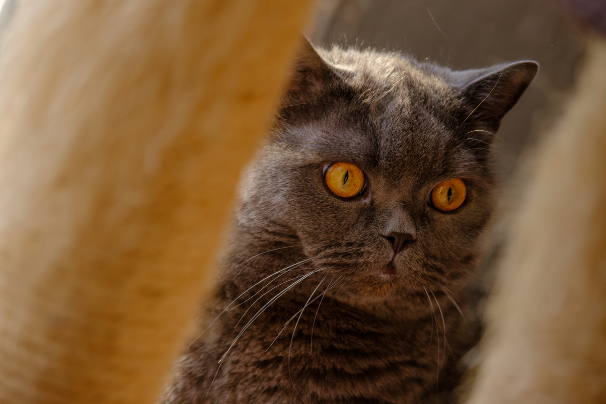 Orionek 12-09-2025.jpg