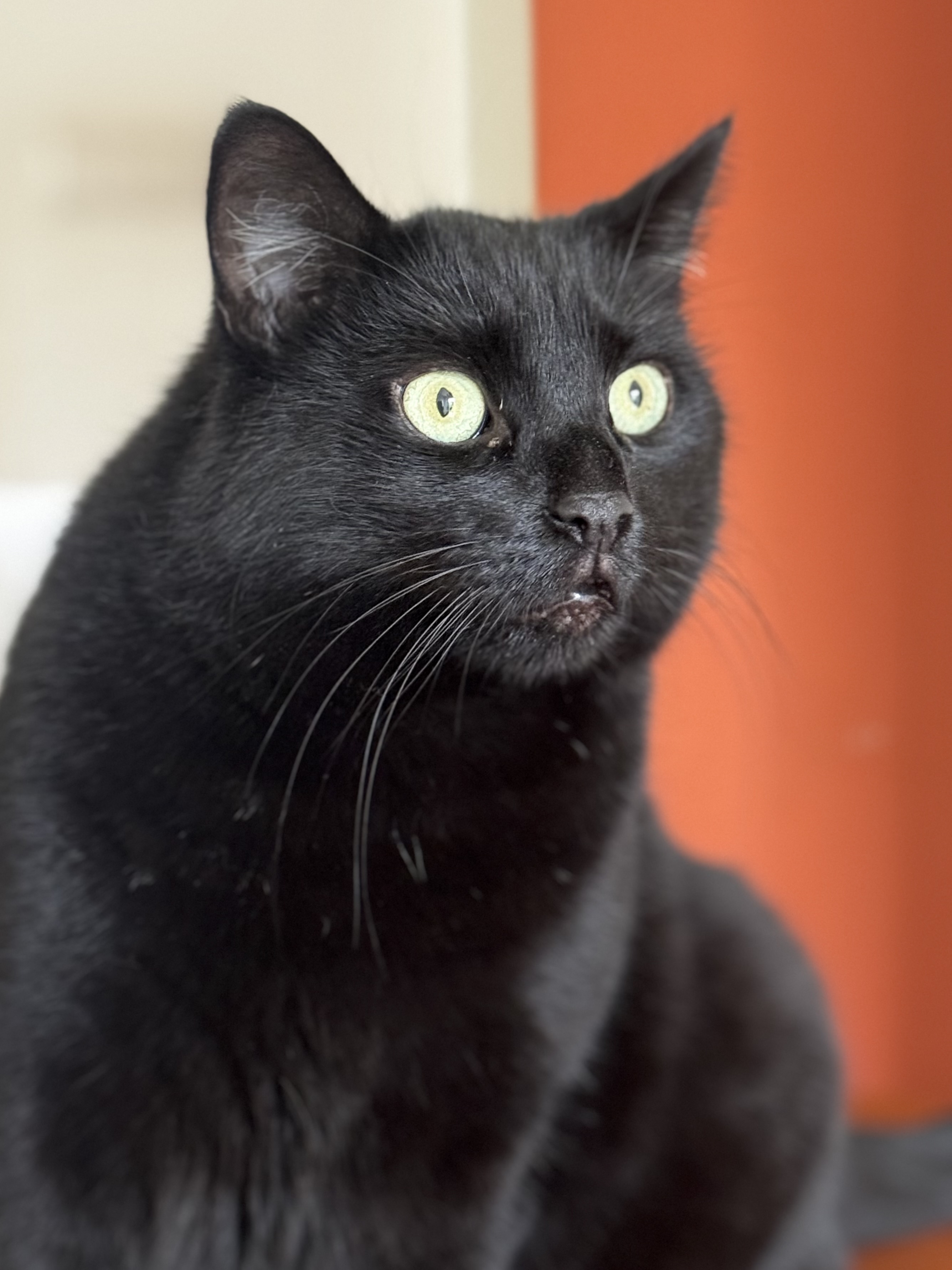 Gołąbek odleciał …