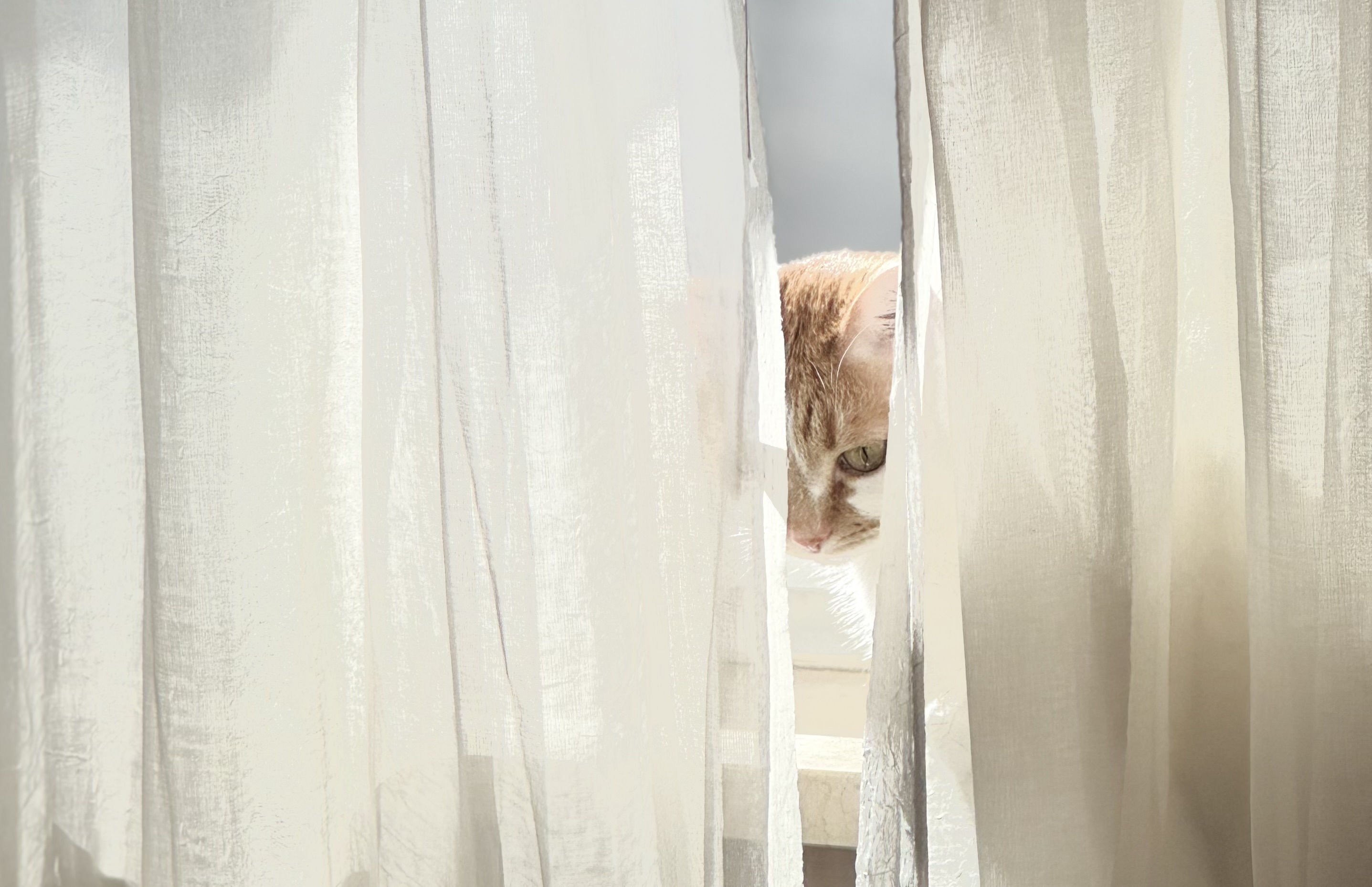 Lesio na dzień dobry